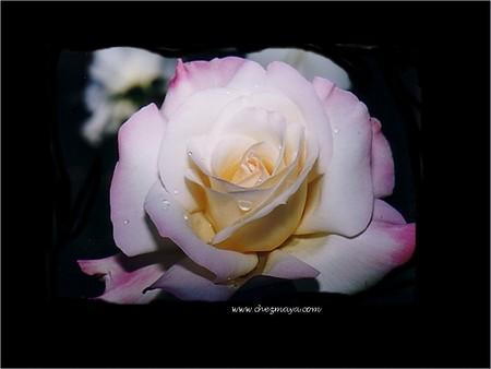 La Rose